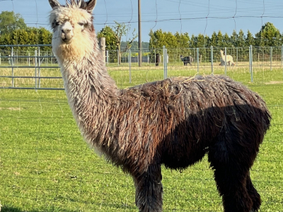 Alpaka Raya