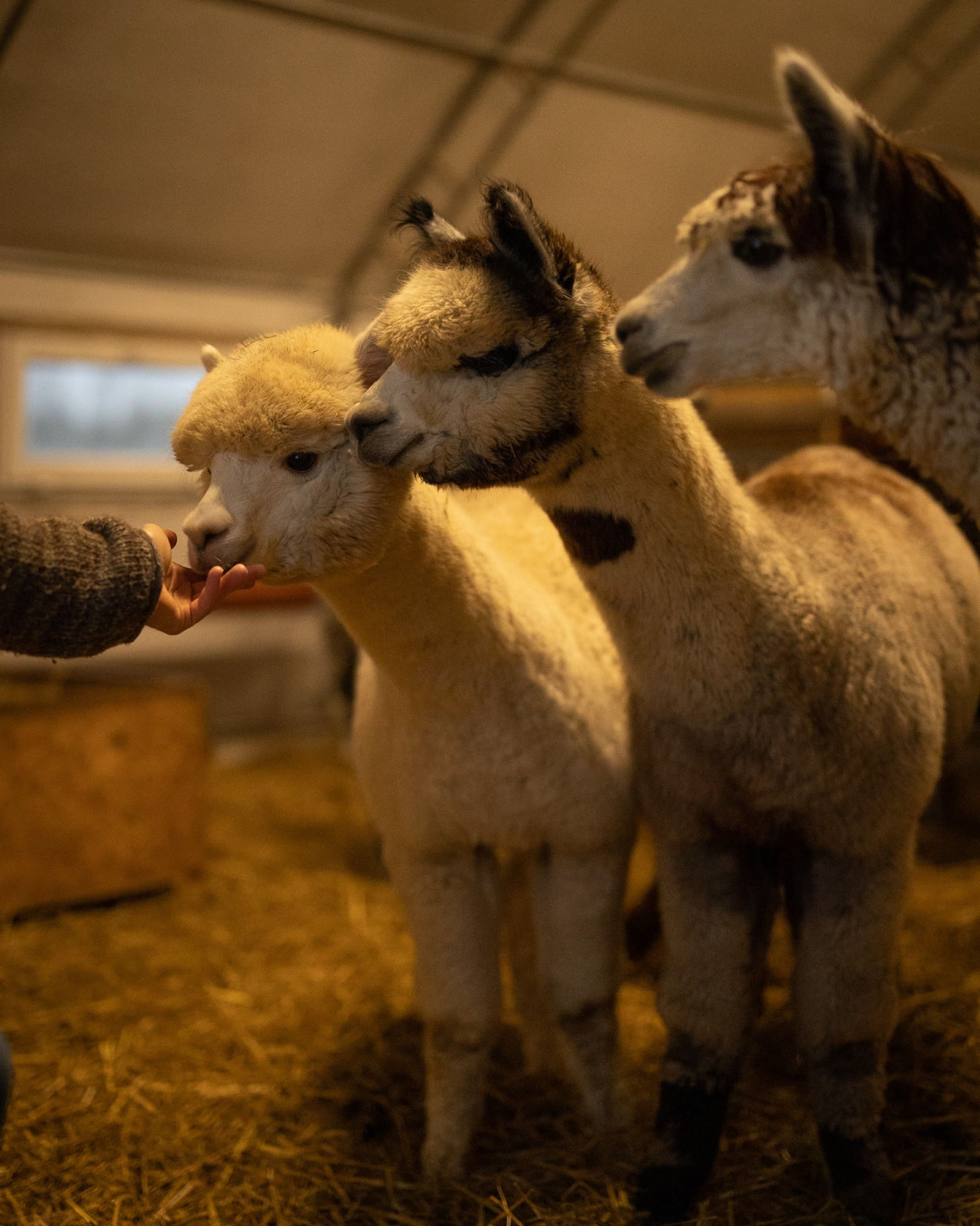 Mit Alpakas im Stall