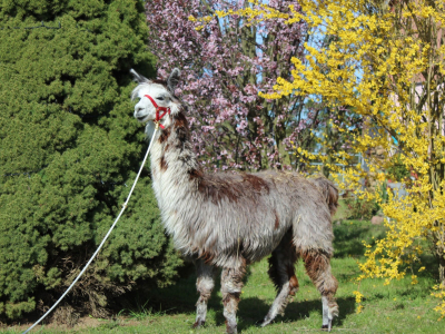 Alpaka Finja