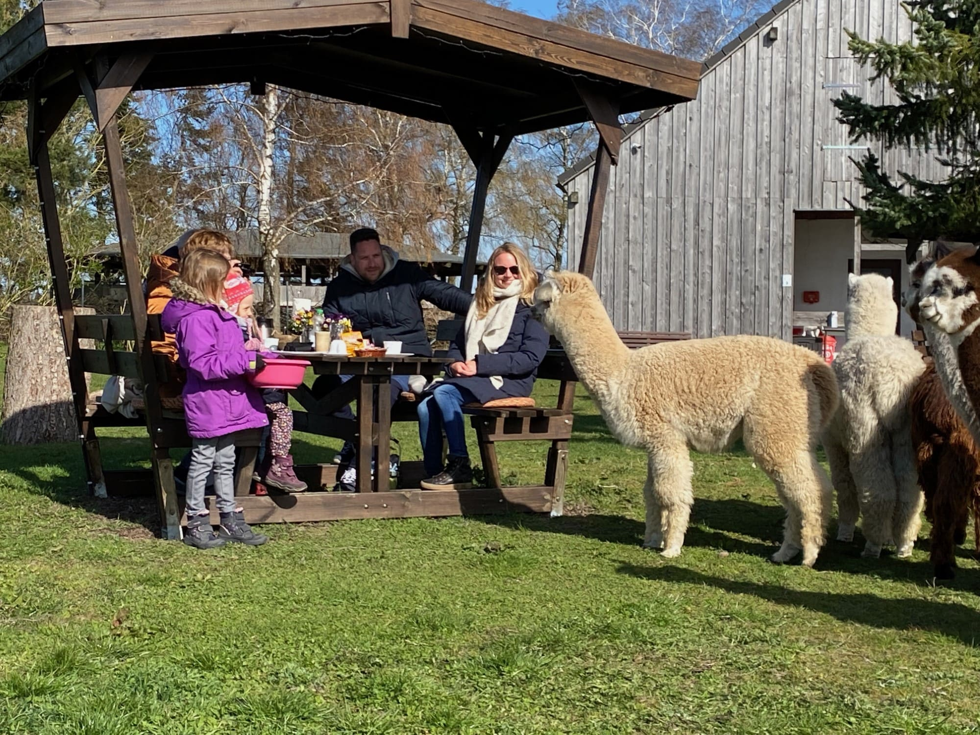 Picknick mit Alpakas