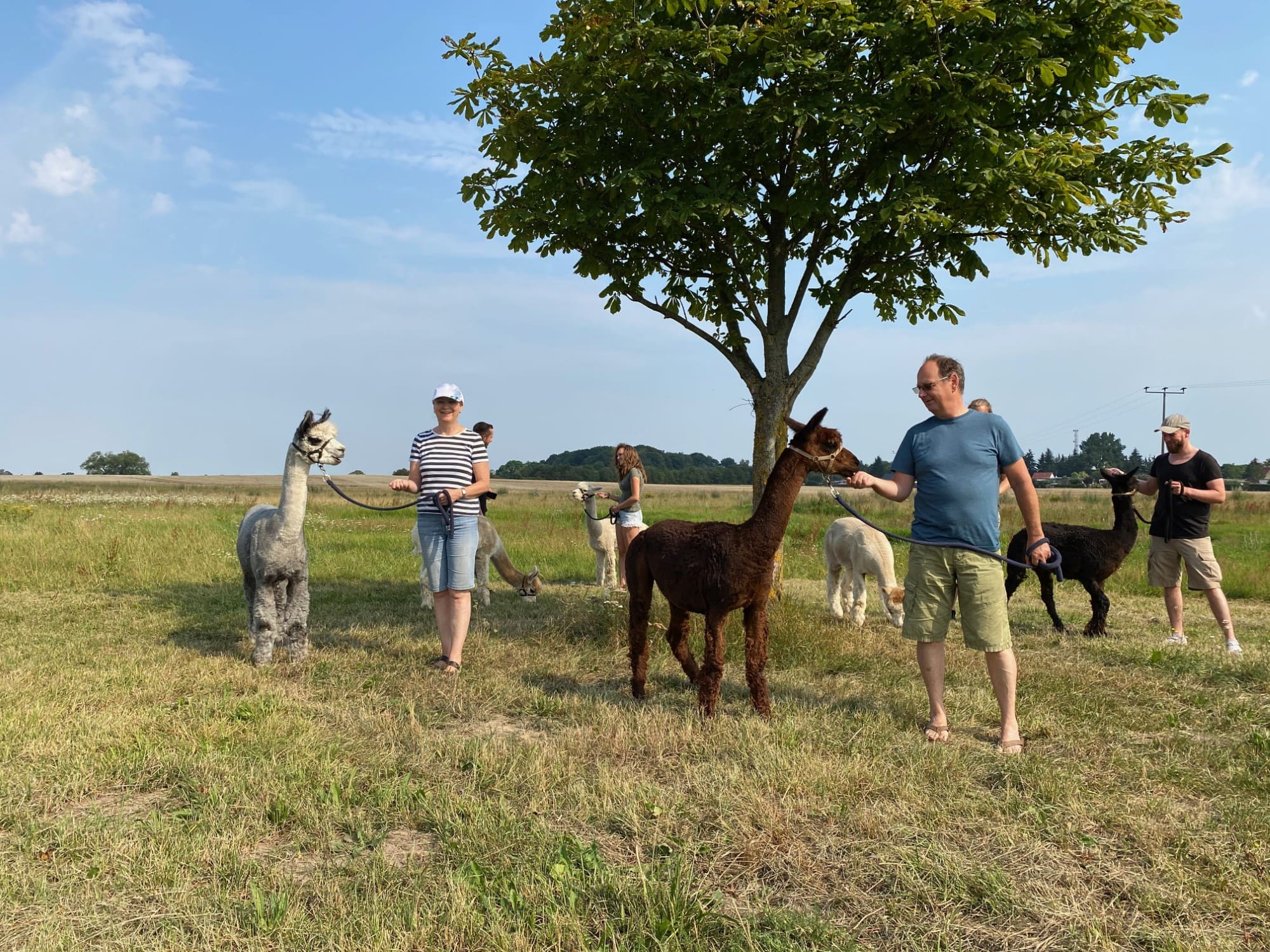 Spaziergang mit Alpakas