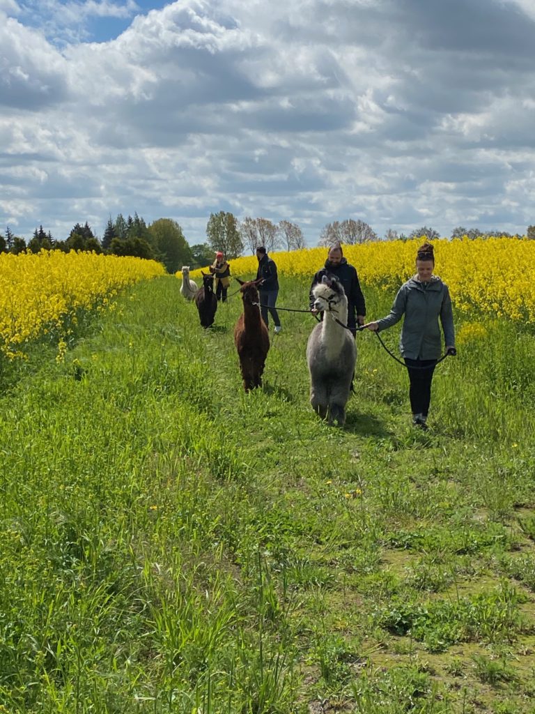 Alpaka Spaziergang / Wanderung im Rapsfeld