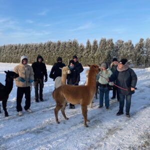 Alpaka-Spaziergang im Winter